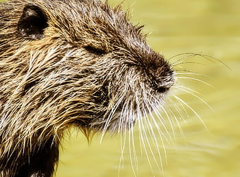 beaver Rat, nutria, water Rat, water, splash Around, wildlife, animal, nature, fur, rodent, wildpark Poing