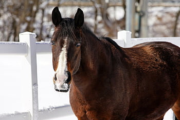 horse, snow, winter, words, animal, nature, break, sky, blue Sky, mountain, korea