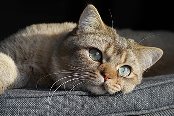 고양이, 고양이 새끼, 자연, 영국 쇼트 헤어, 모피, 모호한, 부드러운, 초상화, 동물, 착한 애, 포유 동물