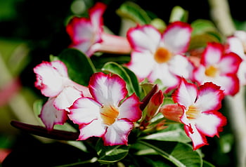 adenium Obesum, flower Wallpaper, flowers, garden, adenium Petals, petals, bloom, blossom, flora, flower Background, beautiful Flowers