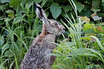 Liebre de campo, orejas largas, Conejo, conejos, naturaleza, orejas de conejo, roedor, hierba, conejo salvaje, piel, salvaje