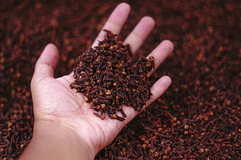 dried cloves, hand holding, market Malang, Indonesia, close-up, brown coffee beans, persons hand, dried spices, market spices, spice market, clove market