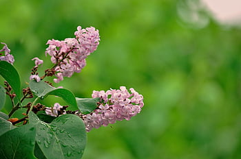 šeřík, obyčejná šeřík, nachový, keř, okrasný keř, květ, Lilac Blossom, fialový, jaro, zahrada, bokeh
