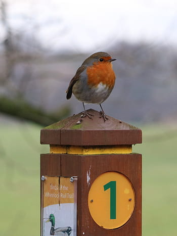 European Robin, Erithacus rubecula, Wheelock Rail Trail, Sandbach, Cheshire, Winter, December 2019, bird, wildlife, nature, amateur photography