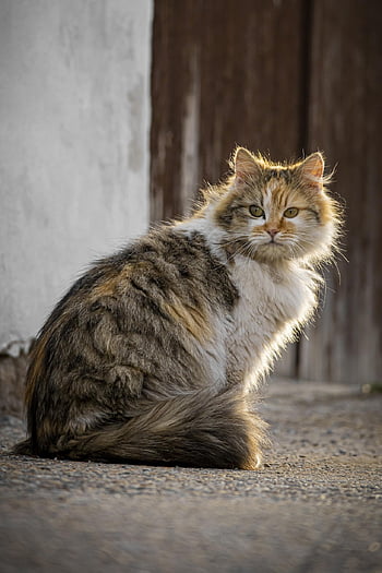 cat, stray Cat, animal, pet, street Cat, feral Cat, domestic Cat, nature, whiskers, feline, mammal