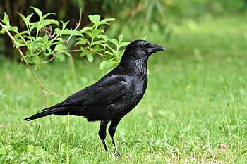 pták, vrána, kavka, vrána vrána, ornitologie, druh, fauna, zvíře, volně žijících živočichů, Příroda