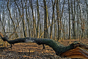 forest, trees, autumn, bare Trees, fallen Tree, tree Trunk, dried Leaves, undergrowth, nature, panorama, scenic