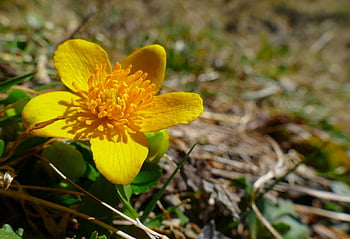 calendula di palude, caltha palustris, pianta di palude, fiorire, fioritura, ranuncoli