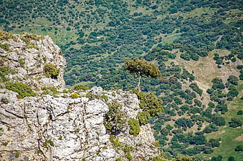 Spagna, andalusia, Provincia di Cadice, Palomano Puerto de Las, natura, paesaggio, roccia, albero, verde, viaggiare, turismo