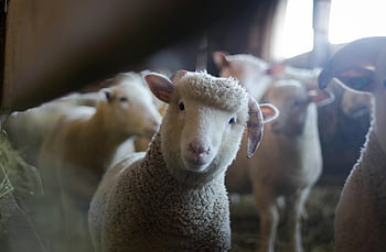 sheep, close-up, curious sheep, rustic barn, livestock charm, farm animals, barn interior, woolly sheep, farm photography, animal photography, rural life