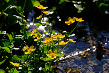 calendula di palude, fiore, natura, fiorire, fioritura, bellissimi fiori, giallo, carta da parati floreale, sfondo di fiori, caltha palustris, marsh-calendula