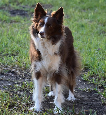 dog, border Collie, collie, canine, pet, mammal, nature, animal, cute, portrait, outdoors
