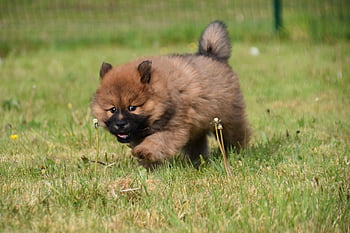 Pes, štěně eurasier, štěně, domácí zvíře, zvířat, psí, malý pes, savců, před, portrét psa, živočišného světa