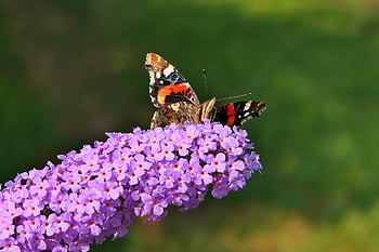 red Admiral Butterfly, butterfly Bush, pollination, red Admiral, insect, flower Wallpaper, animal, nature, flower Background, close Up, plant