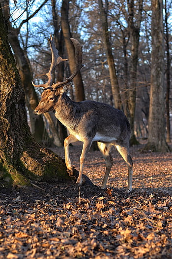 deer, fallow Deer, animal, forest, autumn, fall, nature, wild, fauna, hunting