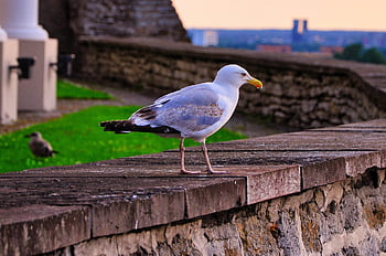 racek, tallinn, Estonsko, staré Město, panoráma, Příroda, pták