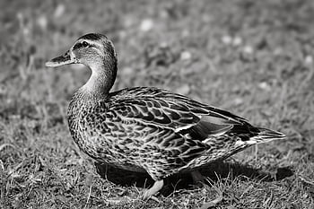 Stockente, Ente, Natur, Wasservogel, Vogel, Wasservögel, Tier