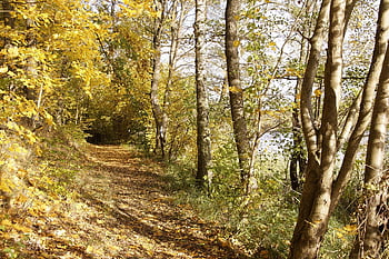 forest Path, in The Autumn, berlin, close To Straussberg S-bahn