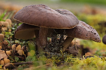 mushrooms, water Mushroom, wood Decay Mushrooms, tree Mushrooms, forest Mushrooms, forest, nature, close Up, fruiting Bodies, screen Fungus, mushroom Species