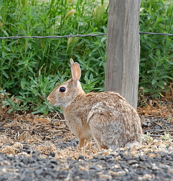 rabbit, cottontail Rabbit, ears, sylvilagus, furry, wildlife, cute, wild, bunny, usa, idaho