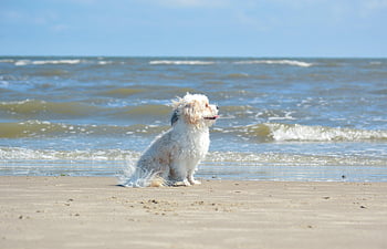 dog, domestic Animal, beach, animal, domestic Dog, mammal, cute, north Sea, sea, vacations, coast