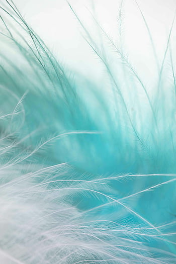 Pírko, detailní fotografie, tyrkysové peří, měkká textura, abstraktní obraz, Jemné peří, Jemná textura, vzdušná textura, makro fotografie, Podrobnosti o peříčkách, tyrkysová barva