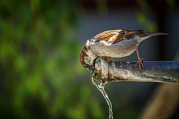 sparrow, masculine, bird, drink, water Tap, fountain, water, cute, sperling, plumage, close Up