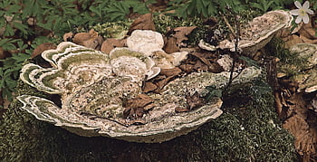 Spons Tinder, spons api, jamur pohon, jamur, sepon, fom fomentarius, Phellinus, alam, parasit, saprobion, parasit lemah