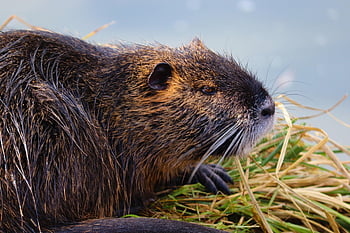 nutria, beaver Rat, coypu, myocastor Coypus, rodent, wolf Down, nature, tail Rat, rodent Species, prickly Rats, fur