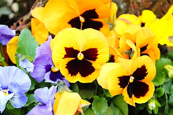 pansy, 400–500, viola, violet Plant, violet, beautiful Flowers, flower Background, flower, blossom, bloom, nature