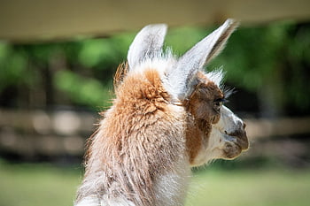 lama, alpaca, lama Head, mammal, brown, nature, fur, fluffy, animal, fauna