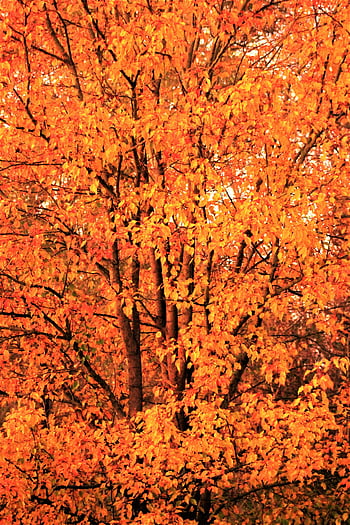 Orange Leaf Tree, Golden maple tree, vibrant autumn colors, lush orange leaves, autumn foliage, fall colors, maple leaves, orange leaves, autumn tree, fall season, golden leaves