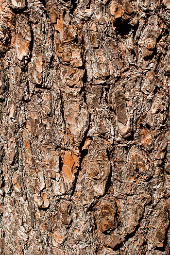 木の幹、 クローズアップ写真、 頑丈な木の樹皮、 複雑なテクスチャ、 自然なパターン、 木の樹皮のテクスチャー、 クローズアップ自然、 ツリーバーククローズアップ、 詳細な樹皮、 自然な風合い、 樹皮のパターン