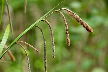 visící ostřice, obří ostřice, ostřice, sourgrass, květ stonky, Carex pendula