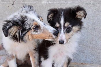 κουτάβια shetland sheepdog, Σκύλοι, shetland sheepdog, κατοικίδιο ζώο, κουτάβια, Στιβ Ντογκ, σκύλα skippie μπλε, των ζώων, γούνα, ρύγχος, θηλαστικά