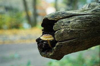 mushroom in tree trunk, decaying tree bark, tranquil forest setting, lone mushroom, detailed view, forest mushrooms, tree trunk mushrooms, natural growth, woodland fungi, forest floor, organic decay