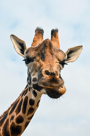 žirafa, krk, Příroda, safari, zvíře, roztomilý, vysoký, zoo, zoo zvíře, žirafy, legrační