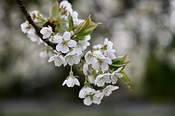kirsebærblomster, blomstrer, vår, kirsebærtre, gren, natur, knopp, blomst, tre