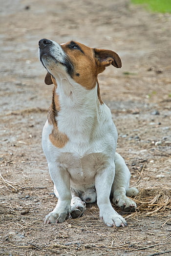 Jack Russel, Jack Russell Terrier, köpek, sevimli, portre, Evcil Hayvan, terriyer, russel, hayvan, görünüm, tapılası