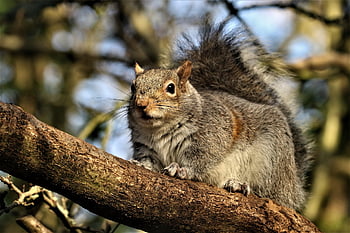 animal, rodent, nature, wildlife, forest, branch, tree, close Up, animal World, foraging, squirrel