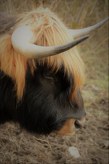 cow, calf, highland, cattle, pastures, beef, mammals, livestock, prairie, ruminants, fur