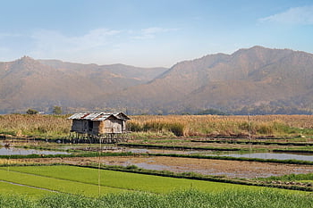 rýžové pole, Příroda, inle jezero, Myanmar, barma, Asie, hora, jezero, voda, krajina, chůdách