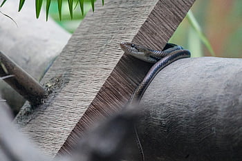 serpente, réptil, python, cascavel, víbora, perigoso, natureza, selva, animais selvagens, tóxico, criatura