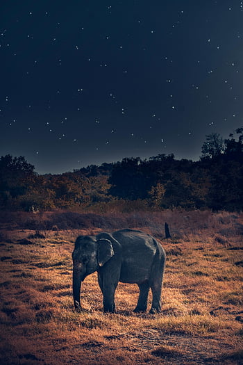 Słoń afrykański, gwiaździste nocne niebo, Nocne Piękno, pustynia, szary słoń, Majestic Słoń, fotografia przyrodnicza, dzikiej przyrody, nocna scena, sawanna, gwiazdy