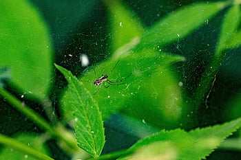 spider, arachnid, spider Web, cobweb, web, orb, weaver, insect, bug, arachnophobia, nature