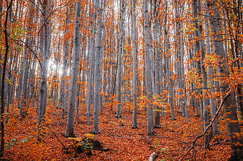foresta d'autunno, fogliame autunnale, foglie vibranti, Foresta serena, alberi alti, foglie d'arancio, scena della foresta, colori autunnali, fotografia naturalistica, stagione autunnale, paesaggio boschivo