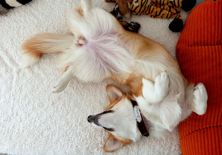 hewan, membelai, anjing, pembroke welsh corgi, tidur sebentar, tempat tidur, imut, lucu, relaksasi, kenyamanan, rumah