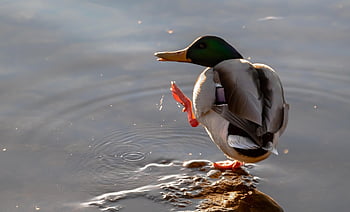 アヒル、 水鳥、 鳥、 マガモ、 水、 湖沼、 羽毛、 アベニュー、 鳥類学、 バードウォッチング、 野生動物