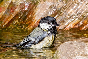 skvělá sýkorka, koupací sýkorka, malý pták, zahradní pták, zahrada, mytí, peří, voda, Pírko, greattit, pták