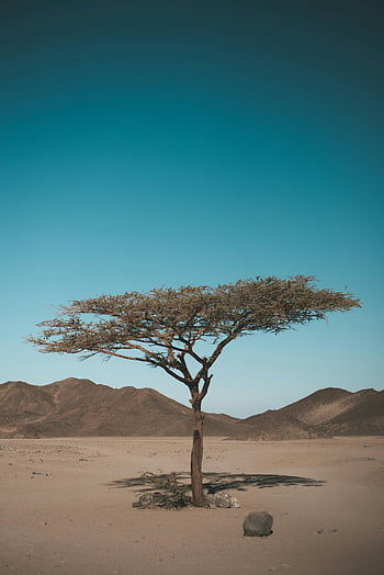 copac în deșert, singur copac, Desert arid, rezistența naturii, mare deșert, peisaj desert, deșert copac, cer albastru, Terenul nisipos, munți desert, Rezistență naturală